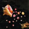 Queen Conch gastropod