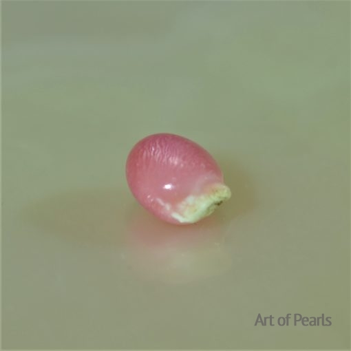 Perle naturelle Conch