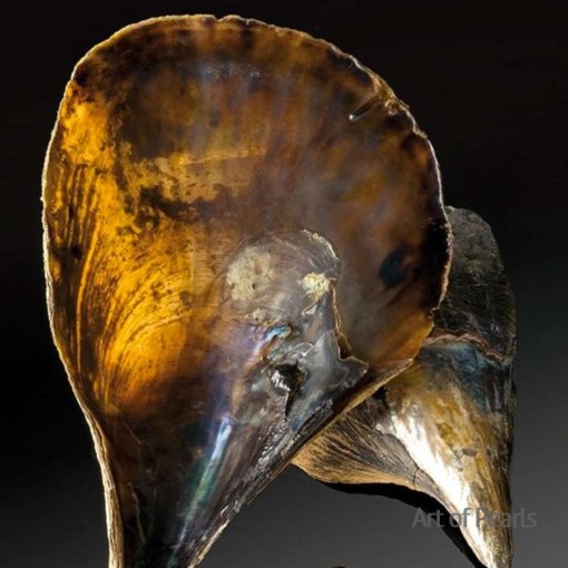 Pinna nobilis oyster
