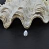Natural pearl Hyppopus Clam