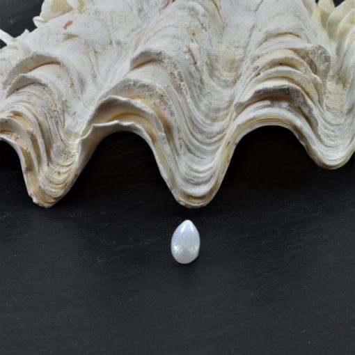 Natural pearl Hyppopus Clam
