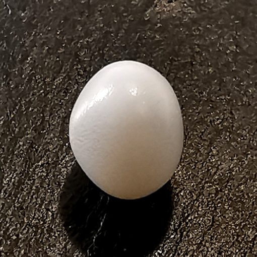 Clam perle naturelle