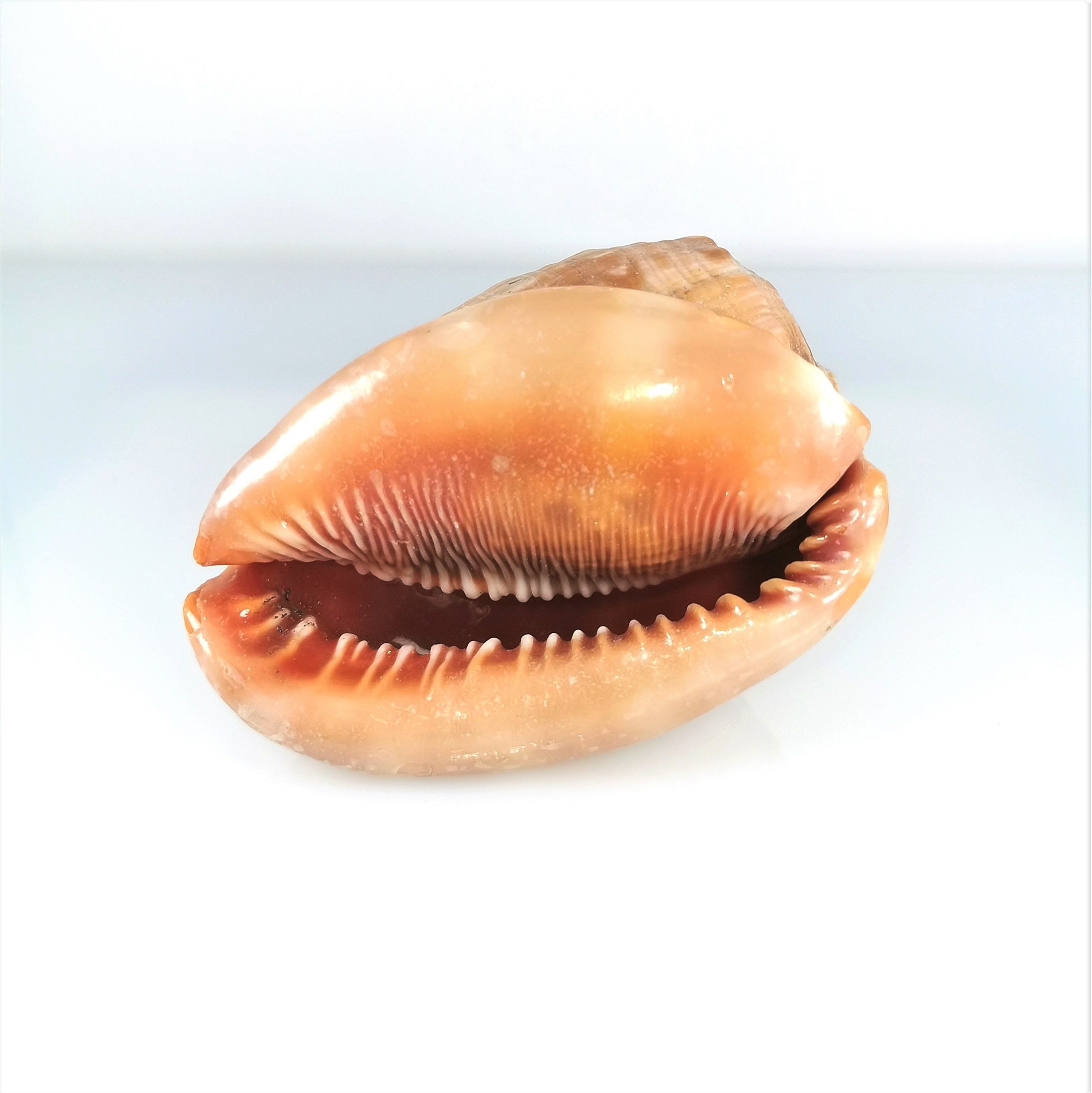 Cassis Gastéropode