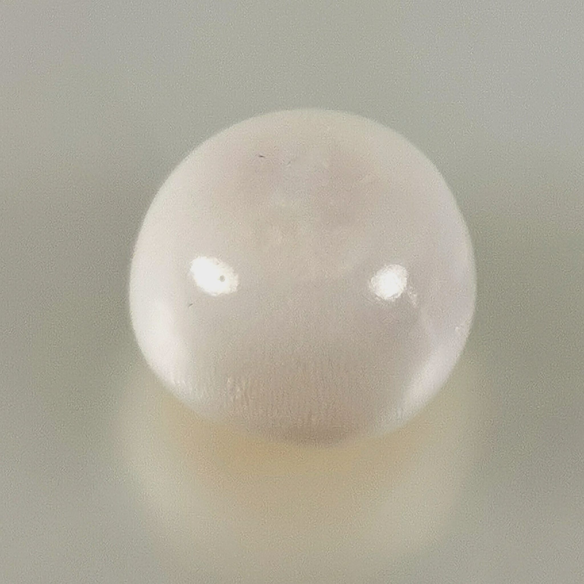 Cassis natural pearl with flames