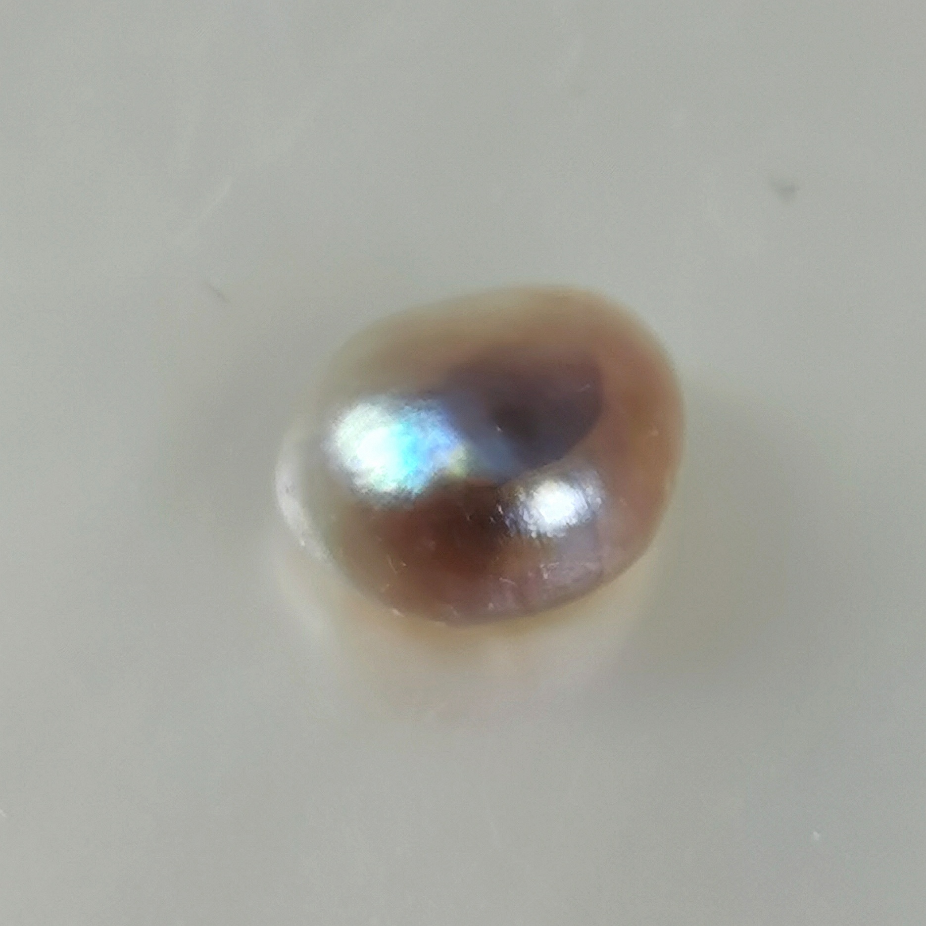 perle fine Pteria sterna