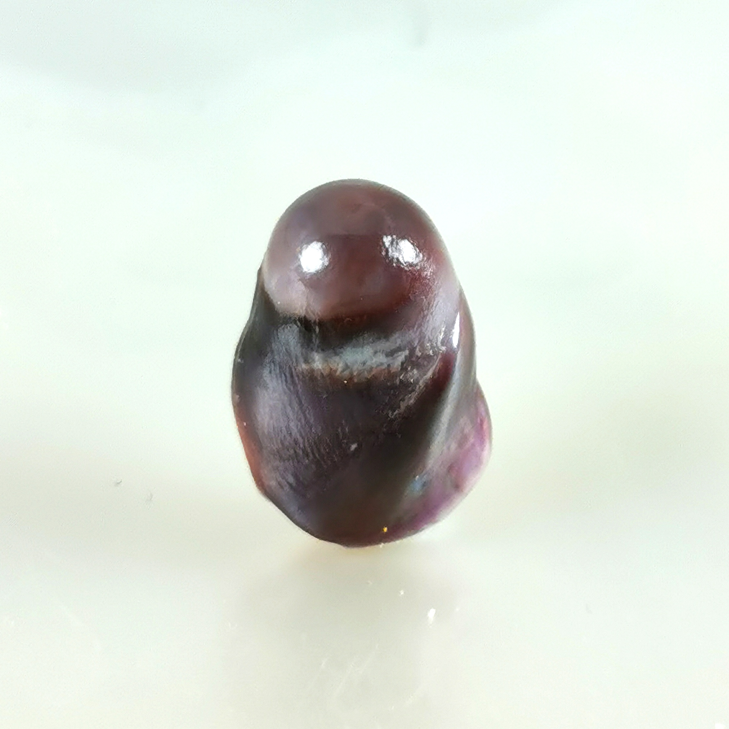 natural pearl purple Modiolus