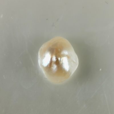 perle fine Pteria sterna BQ