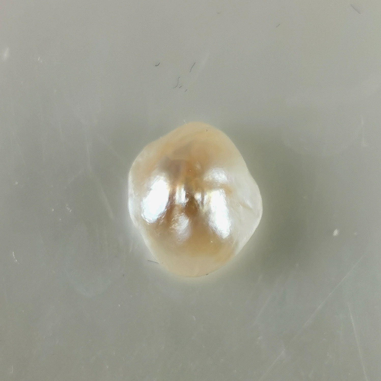 perle fine Pteria sterna BQ