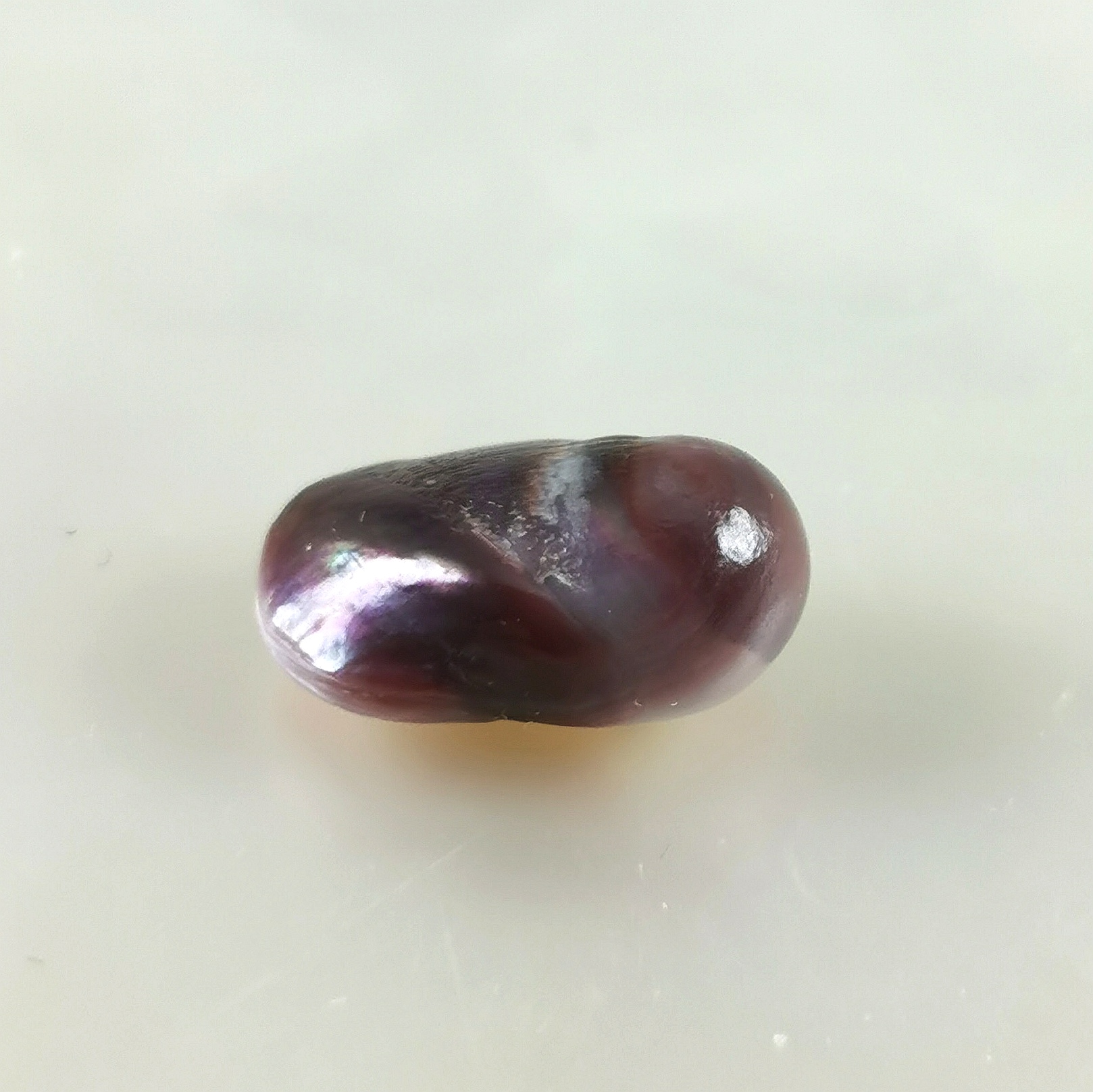 Blue Mussel natural pearl Modiolus