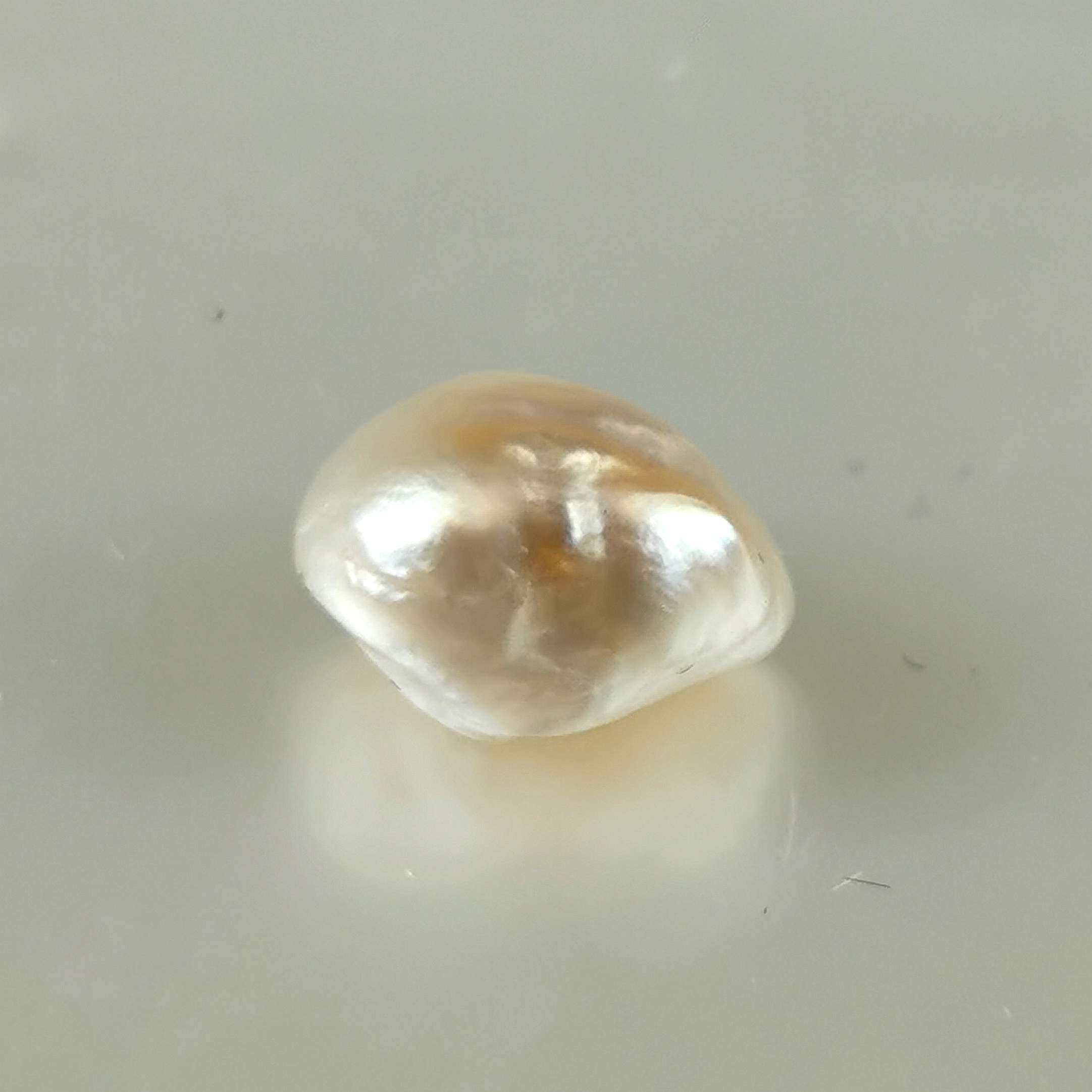 perle fine Pteria
