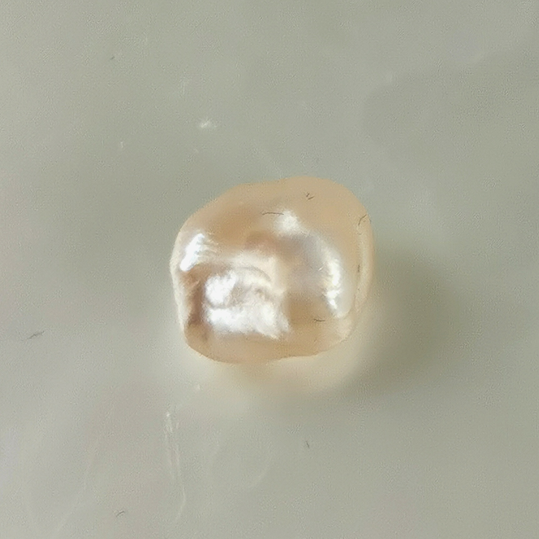 perla naturale Pteria sterna